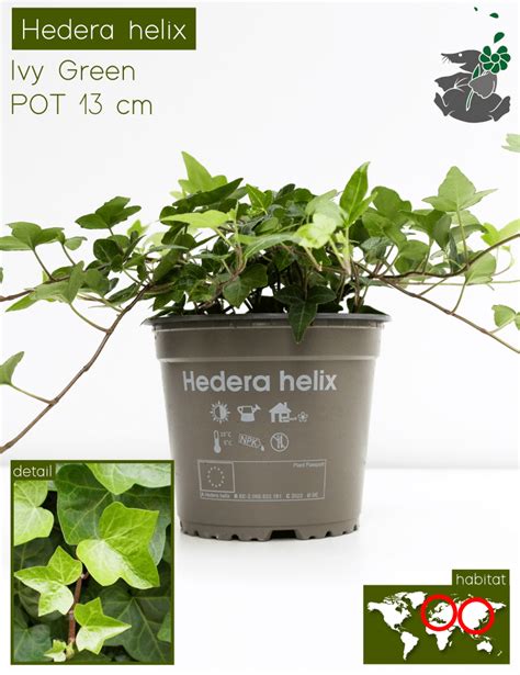 Hedera Helix 13 Cm Demolfrank