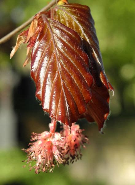 Rotbuche Blatt rot braun Blüte Fagus sylvatica Galerie Album Bilder Fotos