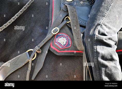 Horse From The Mounted Unit Of The Calgary Police Service The Mounted