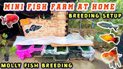 Mini Fish Farm At Home Breeding Setup Molly Fish Breeding