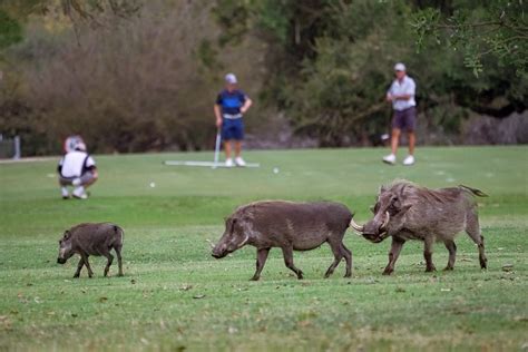 Skukuza Golf Day - SANParks Honorary Rangers