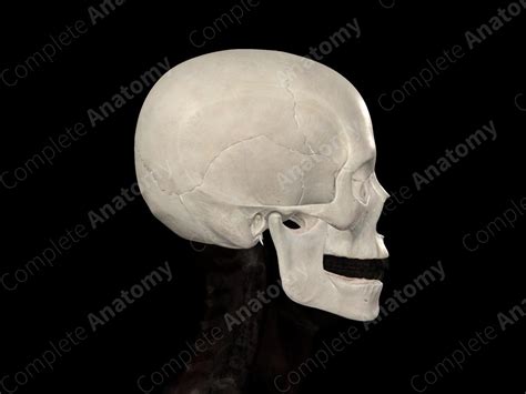 Bones of Cranium | Complete Anatomy