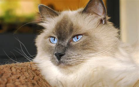 Himalayan Cat Muzzle Cute Animals Cats Hd Wallpaper Peakpx