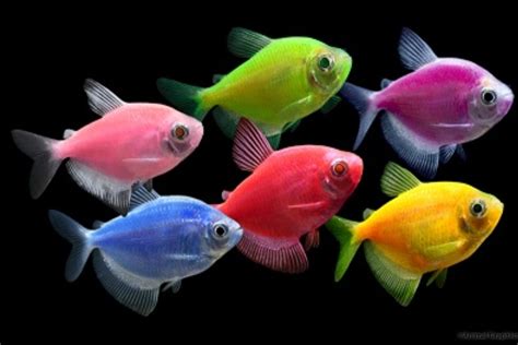 Glofish Tetra – Mainland Aquarium