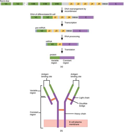 Antibody Structure | Biology for Majors II