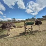 Lake Nakuru National Park Tagesausflug Von Nairobi Aus Getyourguide