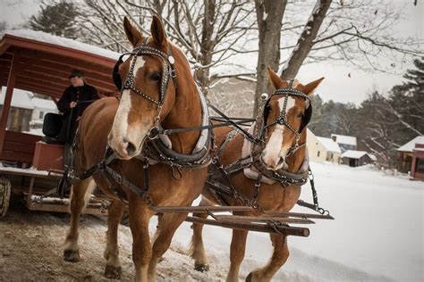 Solve Paarden In De Sneeuw Jigsaw Puzzle Online With Pieces