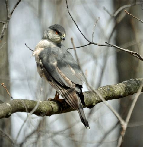 Cooper's Hawk - Maureen C. Berry