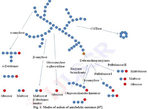 Figure 1 From Amylolytic Yeasts Producers Of α Amylase And Pullulanase