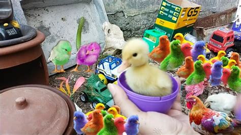 Menangkap Anak Ayam Lucu Ayam Rainbow Ayam Warna Warnikelinci Kura