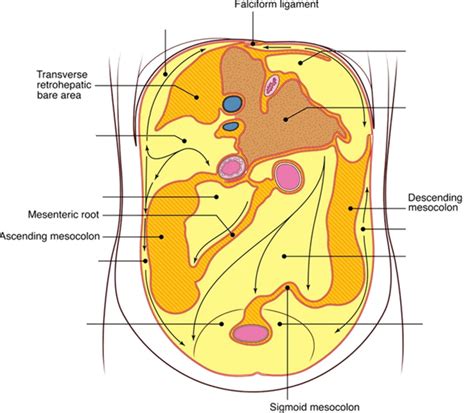 abdominal viscera ii diagram quizlet