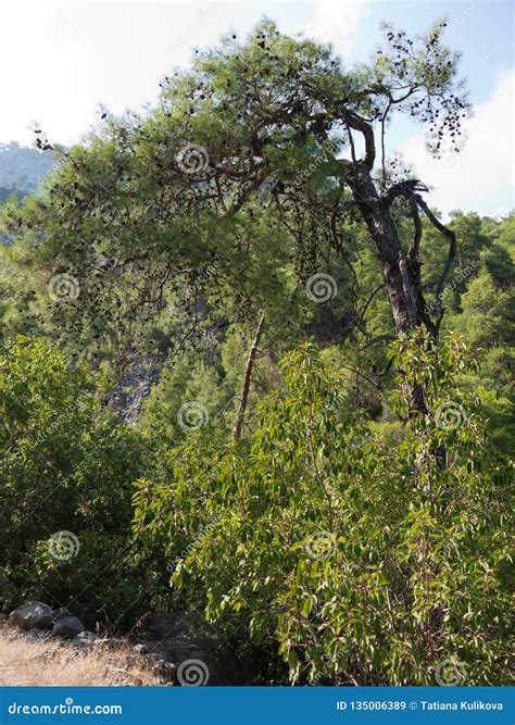 Antalya Goynuk Canyon Beautiful Mountain With Trees In National