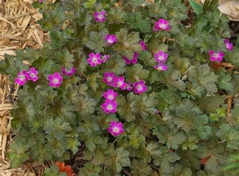 Visit My Garden: Hardy Geraniums (Cranesbill)