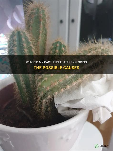 Why Did My Cactus Deflate Exploring The Possible Causes Shuncy