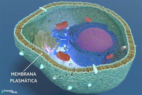 Membrana Plasm Tica Qu Es Funciones Y Estructura Resumen