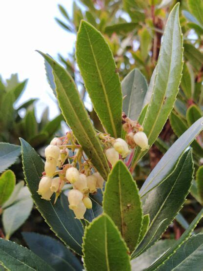 Arbutus Unedo Arbousier P Pini Res Des Vents