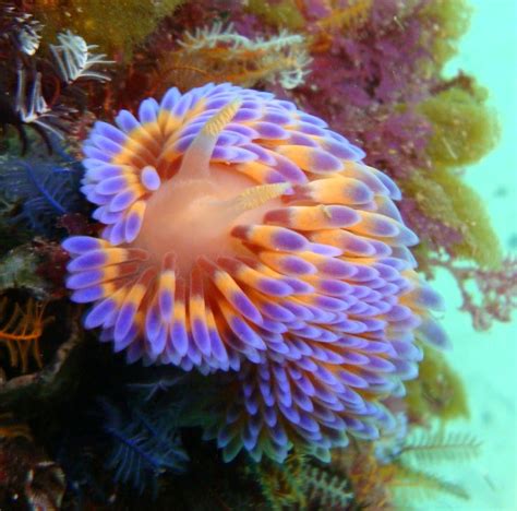 Nudibranch Beautiful Sea Creatures Sea Slug Ocean Creatures