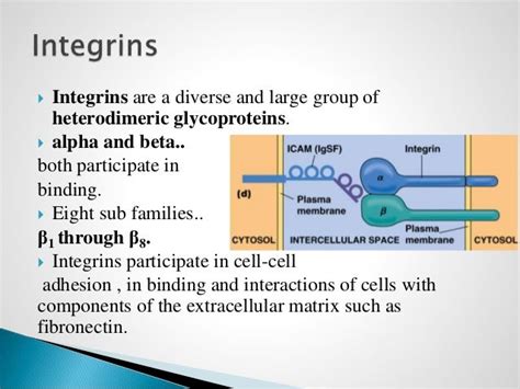 cell adhesion molecules