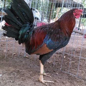 ᐈ】The Rooster Albany Gamefowl, Characteristics, History, Breeders.