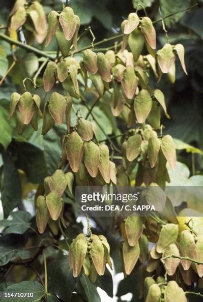 Chinese Parasol Tree leaves and fruit , Sterculiaceae. News Photo ...