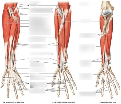 Anterior Forearm Muscles Diagram | Quizlet