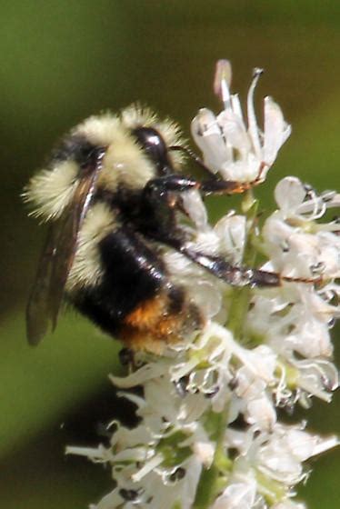 Bombus Balteatus Bombus Mixtus Bugguidenet