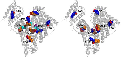 Multiple Binding Modes Of Ibuprofen In Human Serum Albumin Identified