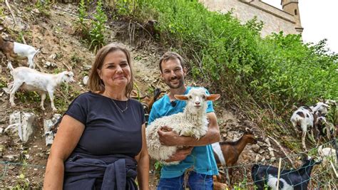 Ziegenherde auf dem Zoller Tierische Määäh Arbeiter auf der Burg