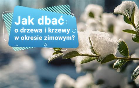 Jak Dba O Drzewa I Krzewy W Okresie Zimowym Ogrodolandia Pl