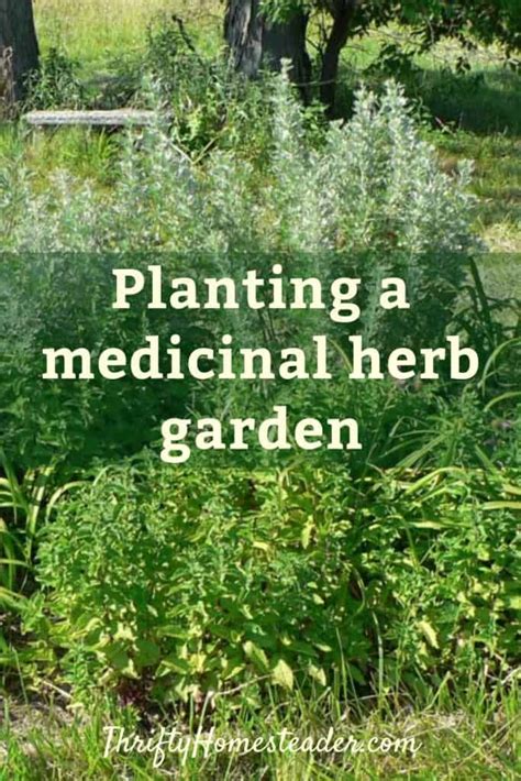 Planting A Medicinal Herb Garden The Thrifty Homesteader