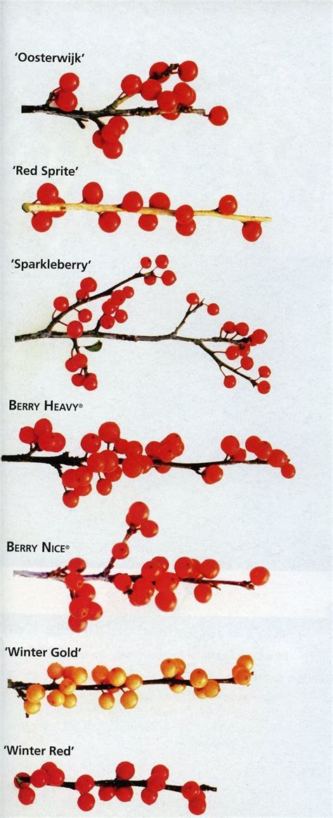 An excellent comparison of the different varieties of winterberry holly ...