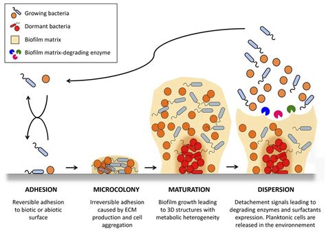 biofilm formation cycle