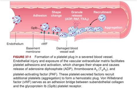 Phys Hemostasis And Blood Coagulation Flashcards Quizlet