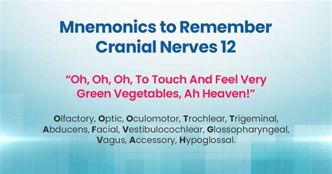 How To Remember 12 Cranial Nerves With Mnemonics