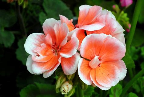 Pelargonia Kwiat Doniczkowy Darmowe zdjęcie na Pixabay Pixabay