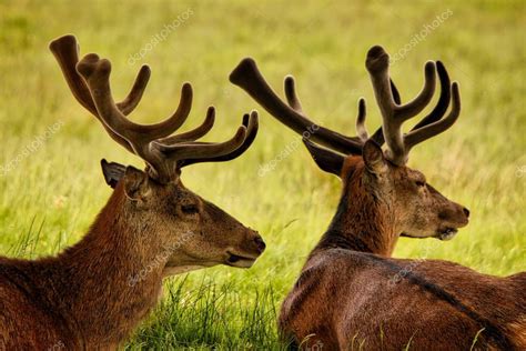 Majestic Stag with antlers sitting in grass — Stock Photo ...