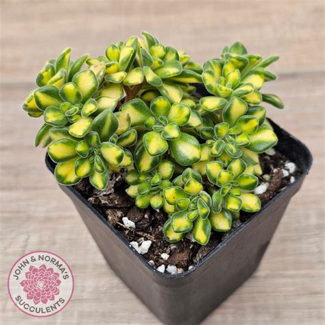 Aeonium Spathulatum Variegated | John & Norma's Succulents – John