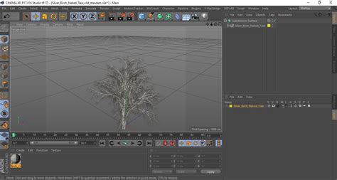 Silver Birch Naked Tree 3D Model 24 3ds Blend C4d Fbx Max Ma