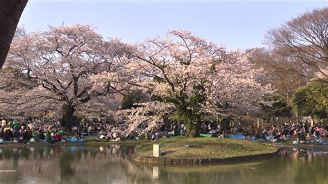 代々木公園の桜、2015年の開花予想！花見の場所取りの時間は？ 気になるネタをお届け！