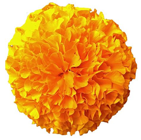 Gold Pom Pom Marigold by jeanicebartzen27 on DeviantArt