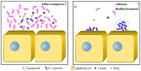 The Effect Model Of The Lactobacilli On The Biofilm Formation Of G