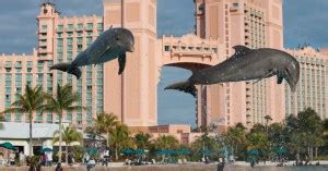 Dolphin cay, Atlantis Bahamas - Bahamas Air Tours