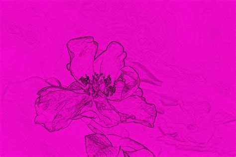 Sketch Effect Of Rose On Pink Free Stock Photo - Public Domain Pictures