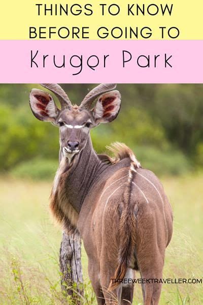 Things To Know Before Visiting Kruger National Park Kruger