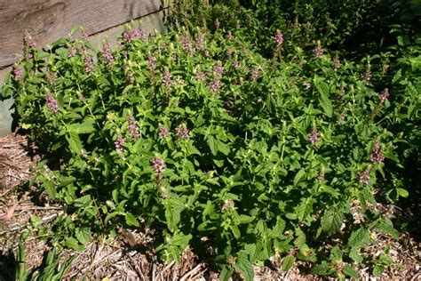 Toowoomba Plants Native Germander