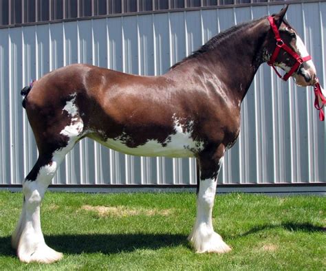 Clydesdale Big Horses Pretty Horses Beautiful Horses