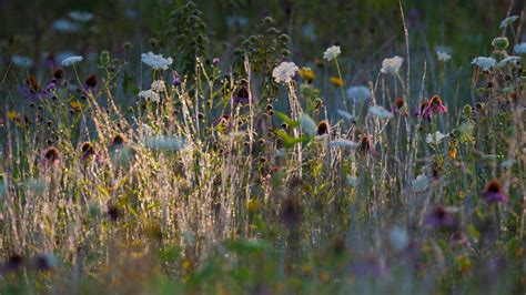 Grassland Ecosystem Plants