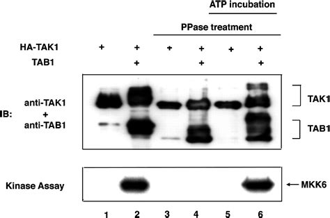 Tak1 Mitogen Activated Protein Kinase Kinase Kinase Is Activated By