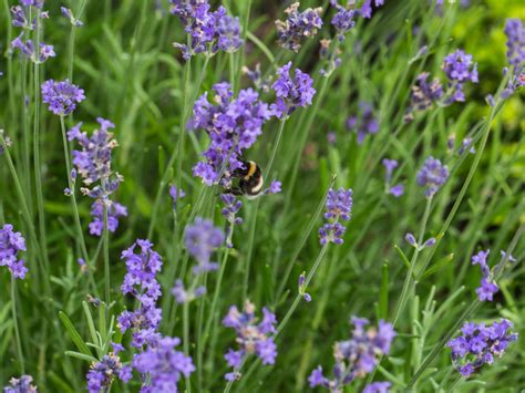 Lavendel Blue Scent Early Schönste Stauden And Expertenwissen