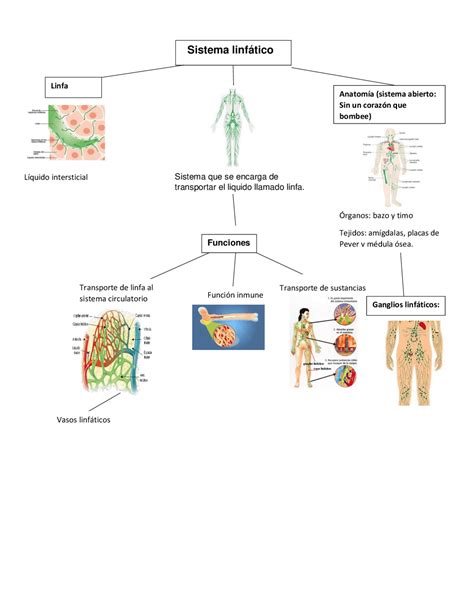 Mapa Mental Sistema Linfatico - EDUKITA